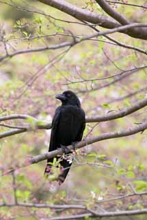 photo,material,free,landscape,picture,stock photo,Creative Commons,A crow, crow, , , 