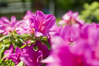 fotografia, materiale, libero il panorama, dipinga, fotografia di scorta,Un'azalea, azalea, , , 