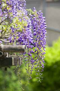 Foto, materieel, vrij, landschap, schilderstuk, bevoorraden foto,Wisteria van een wisteria traliewerk, , Jap wistaria, Wisteria, Ik ben purper