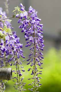 fotografia, materiale, libero il panorama, dipinga, fotografia di scorta,Wisteria, , Glicine giapponese, Wisteria, Io sono imporpori