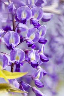 Foto, materiell, befreit, Landschaft, Bild, hat Foto auf Lager,Wisterie, , Japanischer Wisterie, Wisterie, Ich bin purpurrot