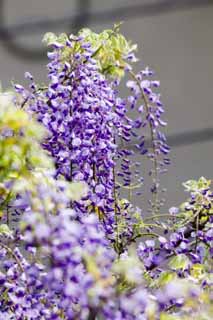 Foto, materieel, vrij, landschap, schilderstuk, bevoorraden foto,Wisteria, , Jap wistaria, Wisteria, Ik ben purper