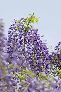 photo,material,free,landscape,picture,stock photo,Creative Commons,Wisteria, , Japanese wistaria, Wisteria, I am purple
