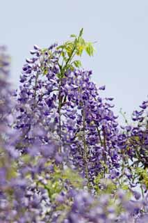 photo, la matire, libre, amnage, dcrivez, photo de la rserve,Glycine, , Wistaria japonais, Glycine, Je suis pourpre