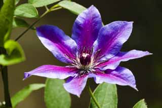 Foto, materieel, vrij, landschap, schilderstuk, bevoorraden foto,Een clematis, Bosdruif, Windmill, Ijzerdraad, 