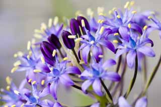 fotografia, materiale, libero il panorama, dipinga, fotografia di scorta,Raccolta di un fiorellino viola e bluastro, Violetta bluastra, fiore, , 