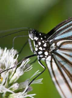 foto,tela,gratis,paisaje,fotografa,idea,Una comida de una mariposa, Mariposa, , , 