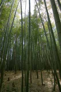 fotografia, materiale, libero il panorama, dipinga, fotografia di scorta,Takebayashi, Bamb, , Foglie morte, 