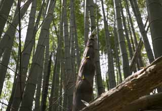 fotografia, material, livra, ajardine, imagine, proveja fotografia,Fonte de um broto de bambu, tipo de bambu grosso-originado de, broto de bambu, , 