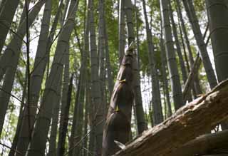 Foto, materieel, vrij, landschap, schilderstuk, bevoorraden foto,Voorjaar van een bamboo spruit, Soort dik-ingedammen bamboo, Bamboo schieten, , Bamboo spruit