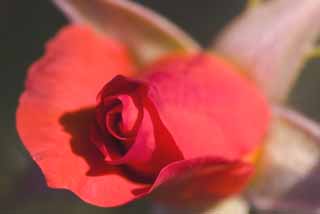 foto,tela,gratis,paisaje,fotografa,idea,Un volumen de una rosa, Rosa, , , 