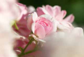 fotografia, materiale, libero il panorama, dipinga, fotografia di scorta,Un garofano color di rosa, rosa, , , 