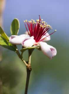 fotografia, material, livra, ajardine, imagine, proveja fotografia,Feijoa, Feijoa, , coxa, goiaba de abacaxi