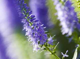 foto,tela,gratis,paisaje,fotografa,idea,Idea de una flor del violeta azulado, Violeta azulada, Cuadro de jardn, Luz del sol, 
