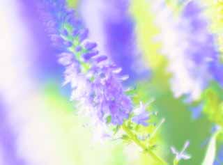 illust, materiell, befreit, Landschaft, Bild, Gemlde, Farbbleistift, Wachsmalstift, Zeichnung,,Gedanke an eine Blume blulichen Violetts, Bluliches Violett, verzieren Sie mit Blumen das Bett, Sonnenlicht, Frhling blauen Purpurs