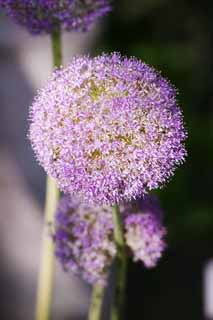 Foto, materieel, vrij, landschap, schilderstuk, bevoorraden foto,Allium, Rose, Allium, , 