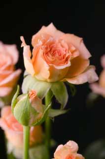 fotografia, material, livra, ajardine, imagine, proveja fotografia,Uma rosa de uma laranja, laranja, rosa, , 