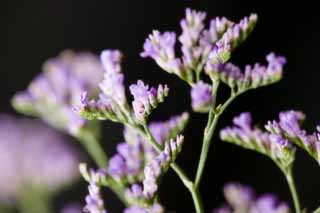 fotografia, material, livra, ajardine, imagine, proveja fotografia,Uma flor de violeta azulada, Violeta azulada, buqu, flsculo, Em primavera