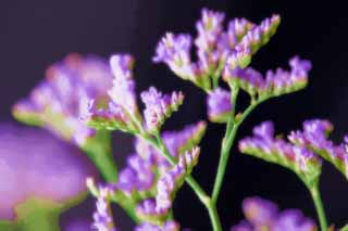 illust, matire, libre, paysage, image, le tableau, crayon de la couleur, colorie, en tirant,Une fleur de violette bleutre, Violette bleutre, bouquet, fleuron, Dans le printemps