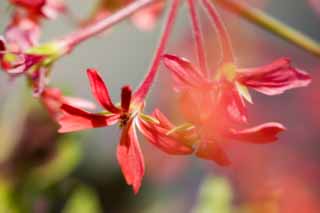 Foto, materieel, vrij, landschap, schilderstuk, bevoorraden foto,Een rode bloem, Rood, , , 