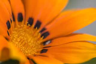photo,material,free,landscape,picture,stock photo,Creative Commons,Orange blossom, orange, Black, , 