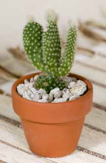 photo,material,free,landscape,picture,stock photo,Creative Commons,A mini-cactus, , potted plant, I am unglazed, 