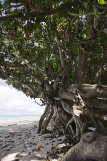 photo, la matire, libre, amnage, dcrivez, photo de la rserve,Un arbre de pays du sud, Patience, cortex, L'aboiement, 