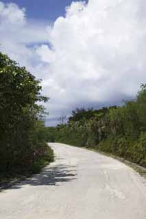 photo,material,free,landscape,picture,stock photo,Creative Commons,A way of a southern country, Asphalt, Sunlight, I am green, cloud