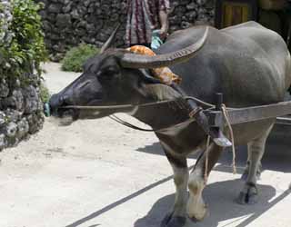 photo, la matire, libre, amnage, dcrivez, photo de la rserve,Un krabau d'une voiture de la vache, krabau, buffle, coin, 