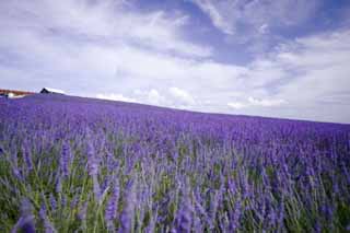 photo, la matire, libre, amnage, dcrivez, photo de la rserve,Une lavande, lavande, jardin de la fleur, Violette bleutre, Herb