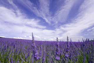 fotografia, materiale, libero il panorama, dipinga, fotografia di scorta,Una lavanda, lavanda, giardino floreale, Violetta bluastra, Herb