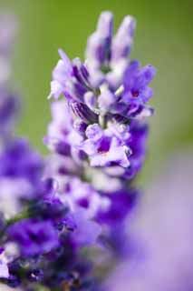 Foto, materiell, befreit, Landschaft, Bild, hat Foto auf Lager,Ein Lavendel, Lavendel, Blumengarten, Bluliches Violett, Herb