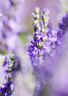 fotografia, material, livra, ajardine, imagine, proveja fotografia,Um campo de lavanda, lavanda, jardim de flor, Violeta azulada, Herb