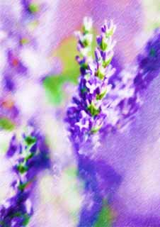 illust, matire, libre, paysage, image, le tableau, crayon de la couleur, colorie, en tirant,Un champ lavande, lavande, jardin de la fleur, Violette bleutre, Herb