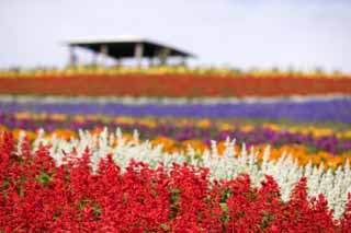 fotografia, materiale, libero il panorama, dipinga, fotografia di scorta,Un giardino floreale, saggio, giardino floreale, Violetta bluastra, Rosso