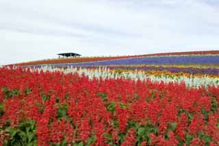 foto,tela,gratis,paisaje,fotografa,idea,Un jardn de flores, Salvia, Jardn de flores, Violeta azulada, Rojo