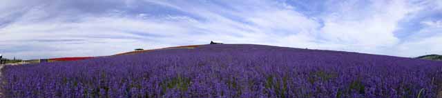 photo,material,free,landscape,picture,stock photo,Creative Commons,Lavender field whole view, lavender, flower garden, Bluish violet, Herb