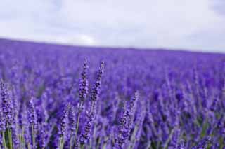 Foto, materiell, befreit, Landschaft, Bild, hat Foto auf Lager,Ein Lavendelfeld, Lavendel, Blumengarten, Bluliches Violett, Herb