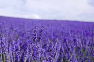 photo, la matire, libre, amnage, dcrivez, photo de la rserve,Un champ lavande, lavande, jardin de la fleur, Violette bleutre, Herb