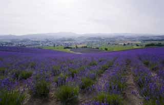 Foto, materiell, befreit, Landschaft, Bild, hat Foto auf Lager,Ein Lavendelfeld, Lavendel, Blumengarten, Bluliches Violett, Herb