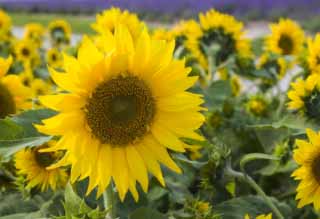 photo, la matière, libre, aménage, décrivez, photo de la réserve,Un champ du tournesol, tournesol, tournesol, tournesol, Jaune