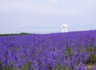 fotografia, material, livra, ajardine, imagine, proveja fotografia, um sino em um campo de lavanda, lavanda, jardim de flor, Violeta azulada, Herb