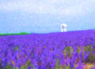 illust, materiale, libero panorama, ritratto dipinto, matita di colore disegna a pastello, disegnando, una campana in un campo color lavanda, lavanda, giardino floreale, Violetta bluastra, Herb