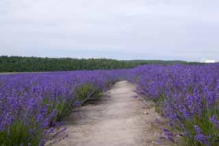 Foto, materiell, befreit, Landschaft, Bild, hat Foto auf Lager,Ein Weg eines Lavendelfeldes, Lavendel, Blumengarten, Bluliches Violett, Herb