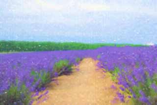 Illust, materieel, vrij, landschap, schilderstuk, schilderstuk, kleuren potlood, crayon, werkje,Een weg van een lavendelblauwe veld, Lavendelblauw, Bloementuin, Blauwige viooltje, Kruid