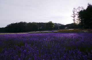 fotografia, materiale, libero il panorama, dipinga, fotografia di scorta,Un campo color lavanda di crepuscolo, lavanda, giardino floreale, Violetta bluastra, Herb