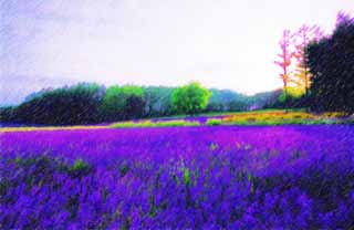 illust, material, livram, paisagem, quadro, pintura, lpis de cor, creiom, puxando,Um campo de lavanda de crepsculo, lavanda, jardim de flor, Violeta azulada, Herb