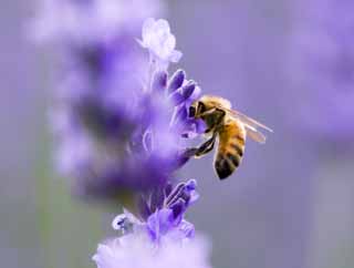 Foto, materiell, befreit, Landschaft, Bild, hat Foto auf Lager,Es ist eine Biene zu einem Lavendel, Lavendel, , Biene, 