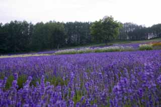 photo,material,free,landscape,picture,stock photo,Creative Commons,A lavender field of dusk, lavender, flower garden, Bluish violet, Herb