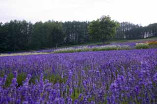 Foto, materiell, befreit, Landschaft, Bild, hat Foto auf Lager,Ein Lavendelfeld der Dmmerung, Lavendel, Blumengarten, Bluliches Violett, Herb